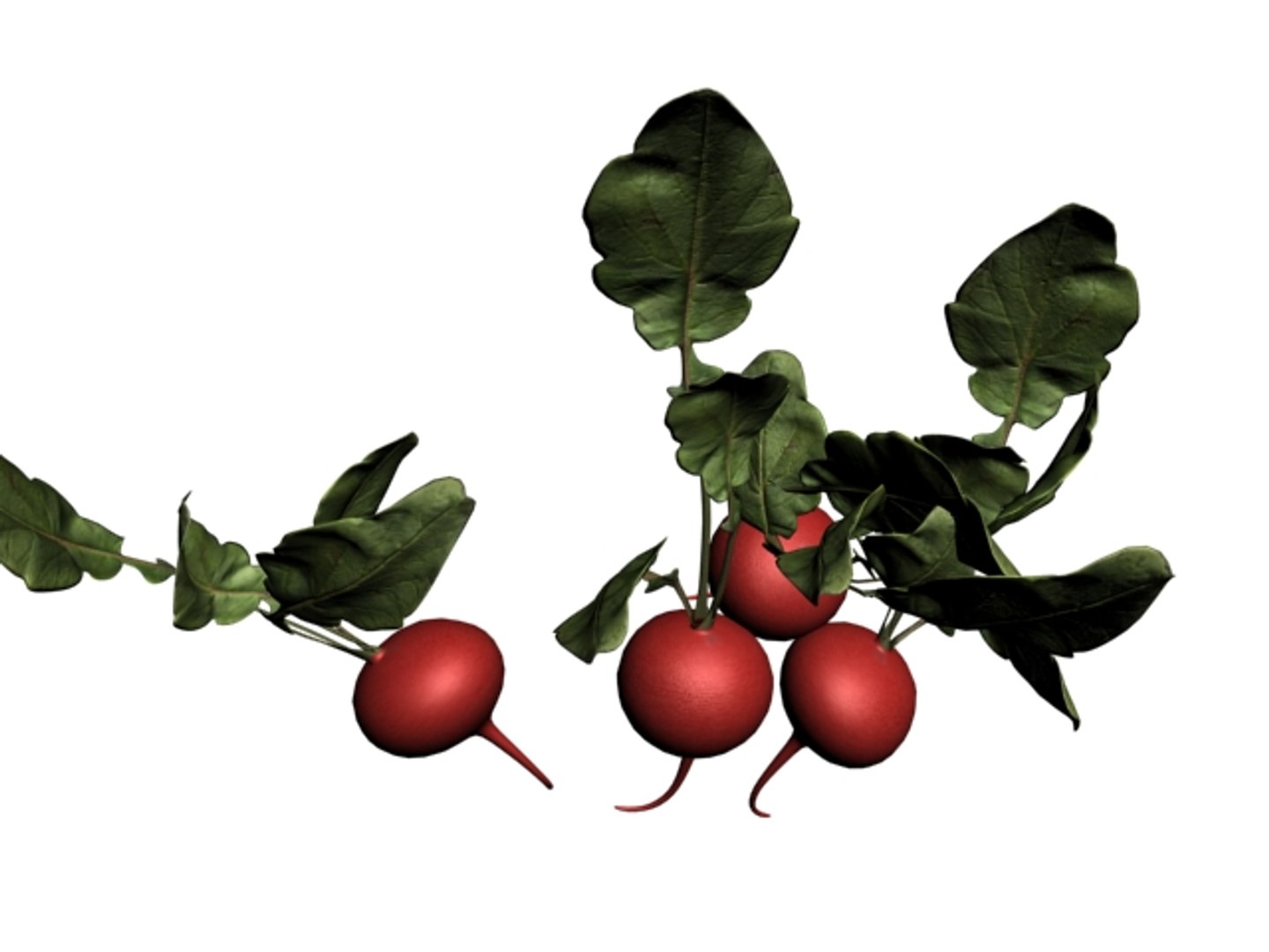 beet greens 3D model https://p.turbosquid.com/ts-thumb/bC/OhOn6R/U7IbI1qb/p4/jpg/1568737255/1920x1080/fit_q87/65e70f6501110c39cc3989f6121e3c290aff3dad/p4.jpg