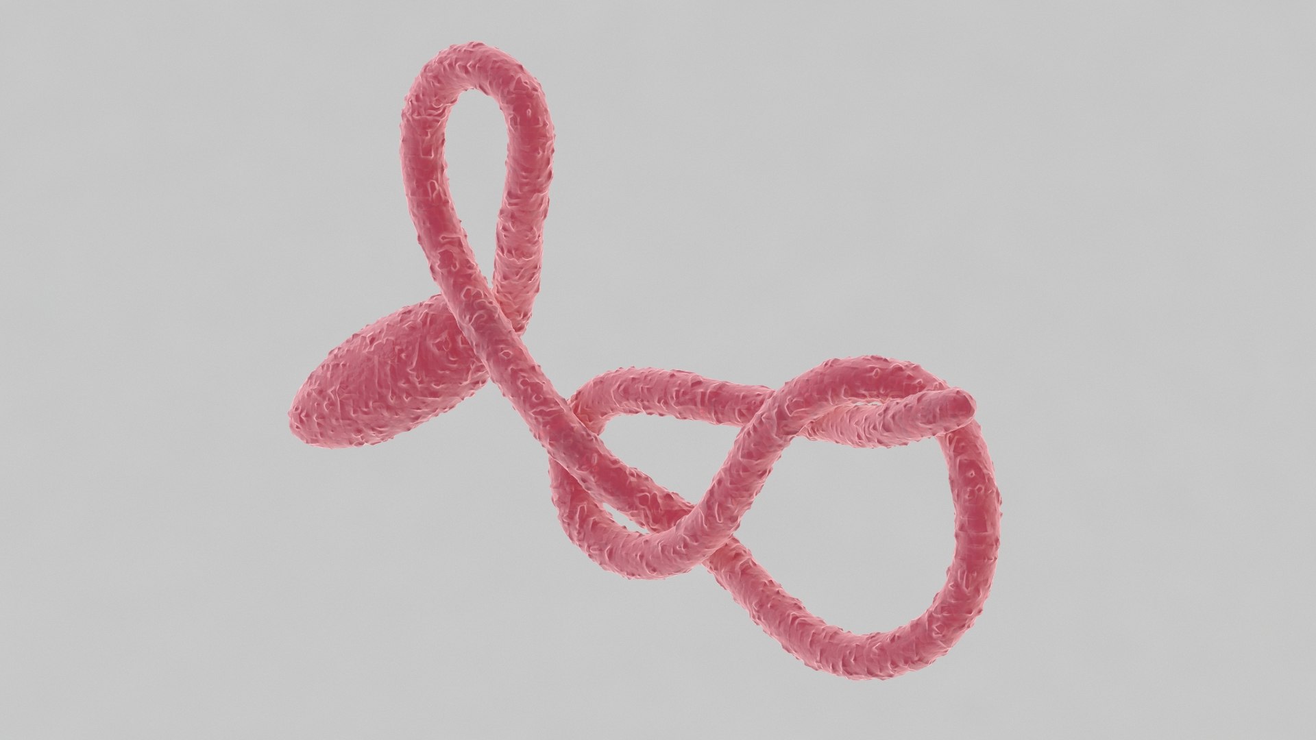 ebola virus 3D model https://p.turbosquid.com/ts-thumb/bC/Sceh6v/0n6KnSuB/ebola_0015/jpg/1583344009/1920x1080/fit_q87/63eea0bd2514d7c1f469626bea815ab9b7b42233/ebola_0015.jpg