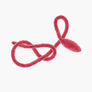 ebola virus 3D model