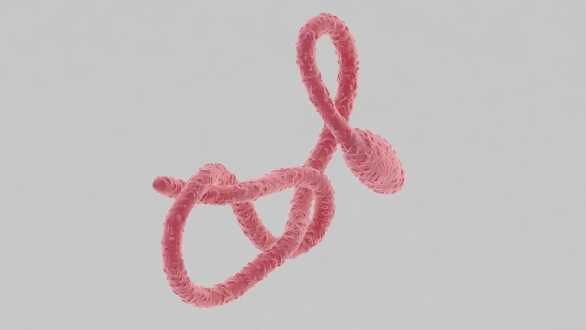 ebola virus 3D model https://p.turbosquid.com/ts-thumb/bC/Sceh6v/LBLMO0zd/ebola_0005/jpg/1583344009/1920x1080/fit_q87/7abf07fa6de0a8aeecf6492cc3eb4780bf75420e/ebola_0005.jpg