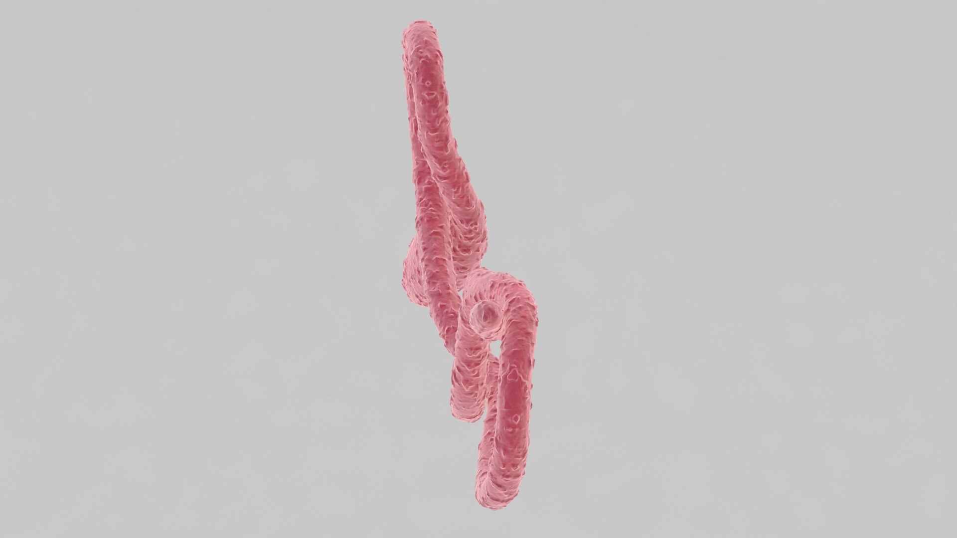 ebola virus 3D model https://p.turbosquid.com/ts-thumb/bC/Sceh6v/mMLrFM7e/ebola_0010/jpg/1583344009/1920x1080/fit_q87/542a81eed71d52e648782727c3905f8a9fed063f/ebola_0010.jpg