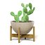 Plantes d'intérieur Collection de modèles 3D UE
