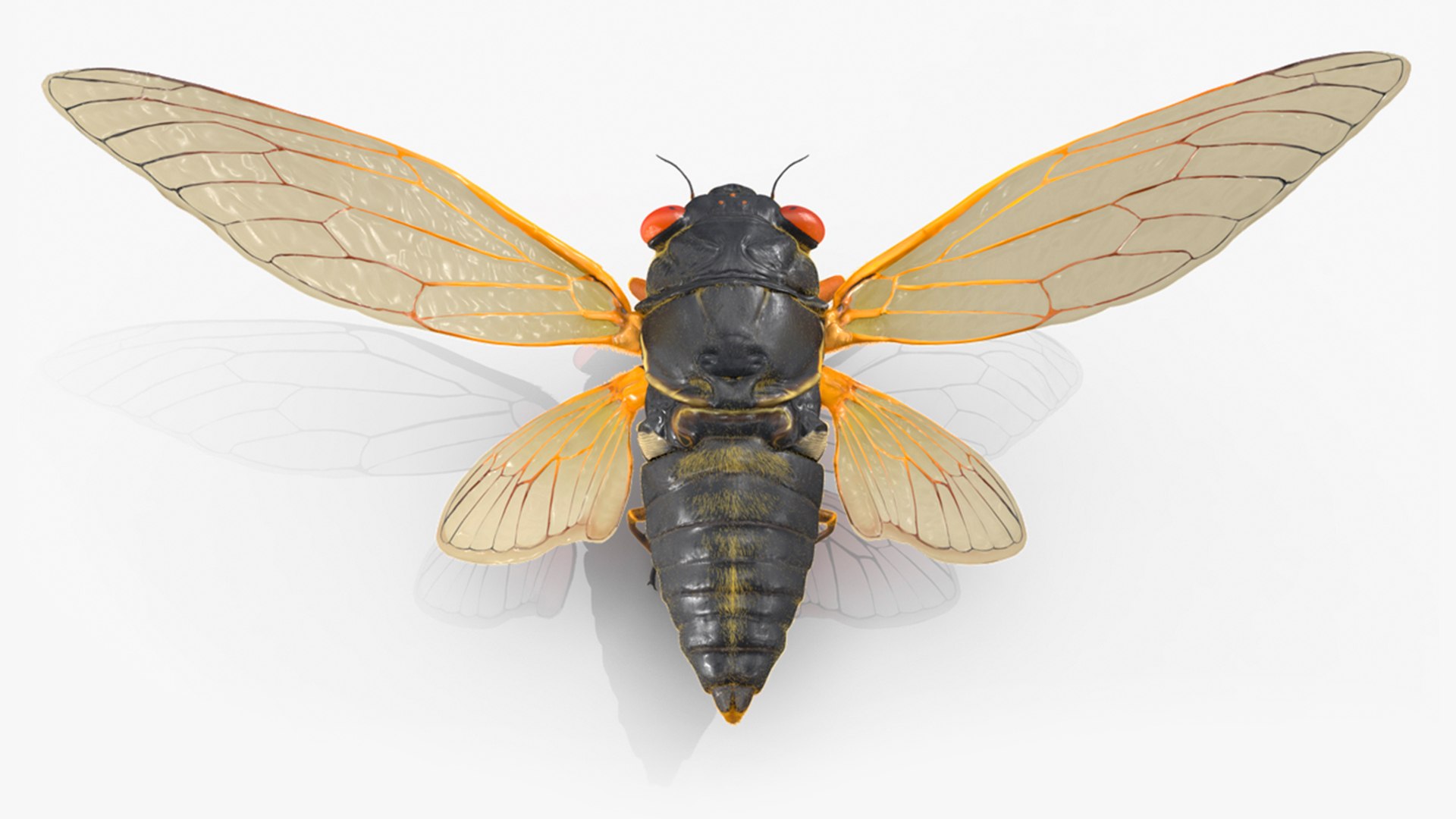 Pharaoh Cicada Pose Takeoff Fur 3D model preview