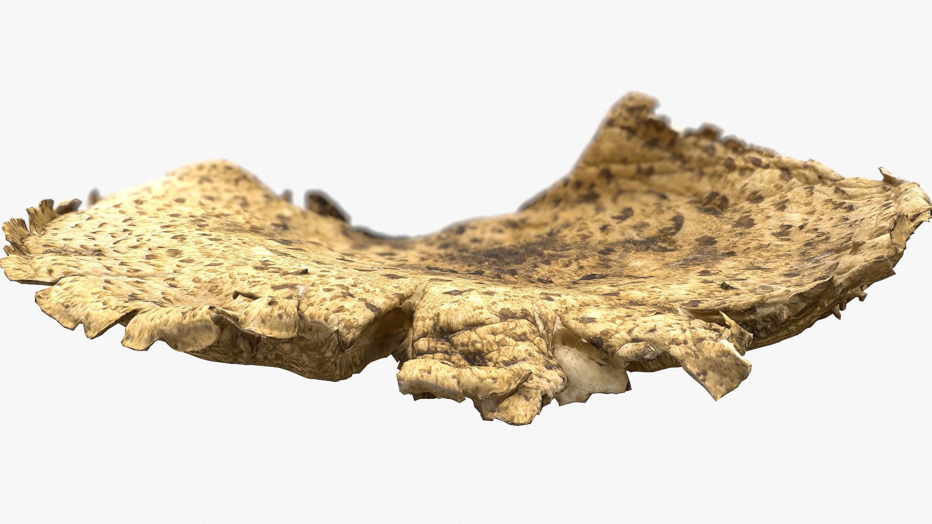 3D mushroom big polypore - TurboSquid 1167128