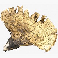Mushroom Big Polypore 6 Lowpoly