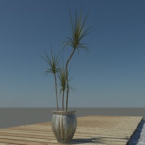 Dracaena Marginata