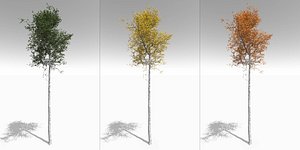 quaking aspen tall mature model