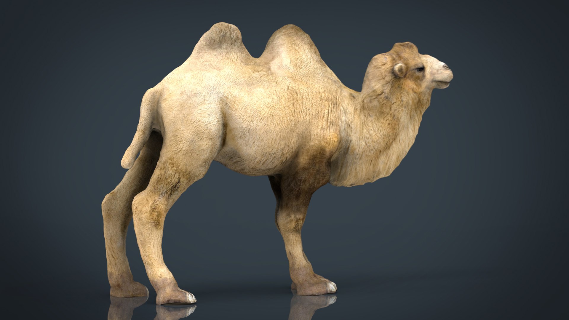 3D bactrian camel https://p.turbosquid.com/ts-thumb/bC/uUPW4B/08artP1j/bactriancamel.420/jpg/1497039822/1920x1080/fit_q87/30a6ebe4d9ad3e16979e597b3a1acb76fdf65099/bactriancamel.420.jpg