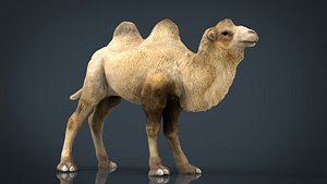 3D bactrian camel