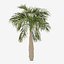 Bottle Palm or  Hyophorbe Lagenicaulis Tree