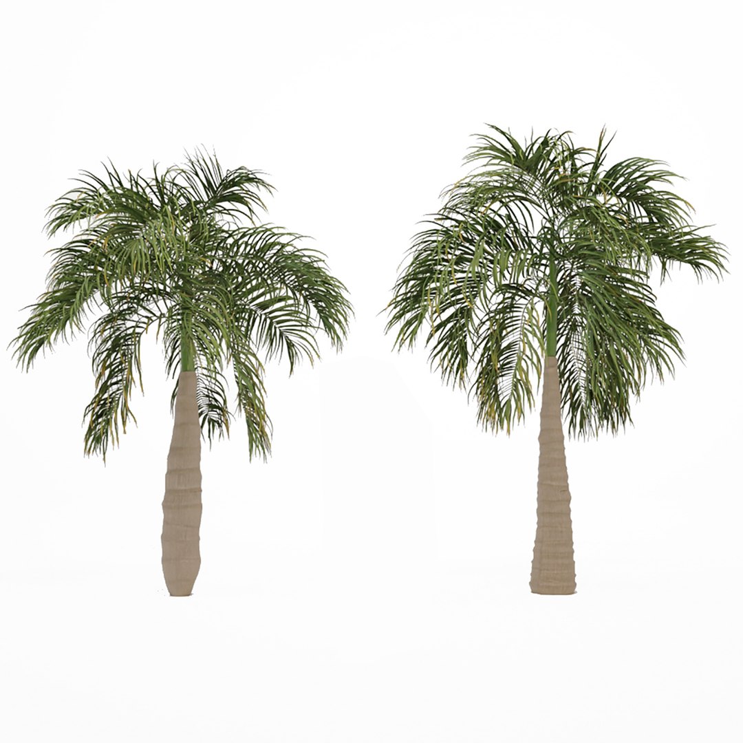 Bottle Palm or  Hyophorbe Lagenicaulis Tree model https://p.turbosquid.com/ts-thumb/bD/F3QBNS/RR/preview1t/jpg/1670493476/1920x1080/fit_q87/348c39ba03c2c3239eecc2b3632b8e3b281a9e53/preview1t.jpg