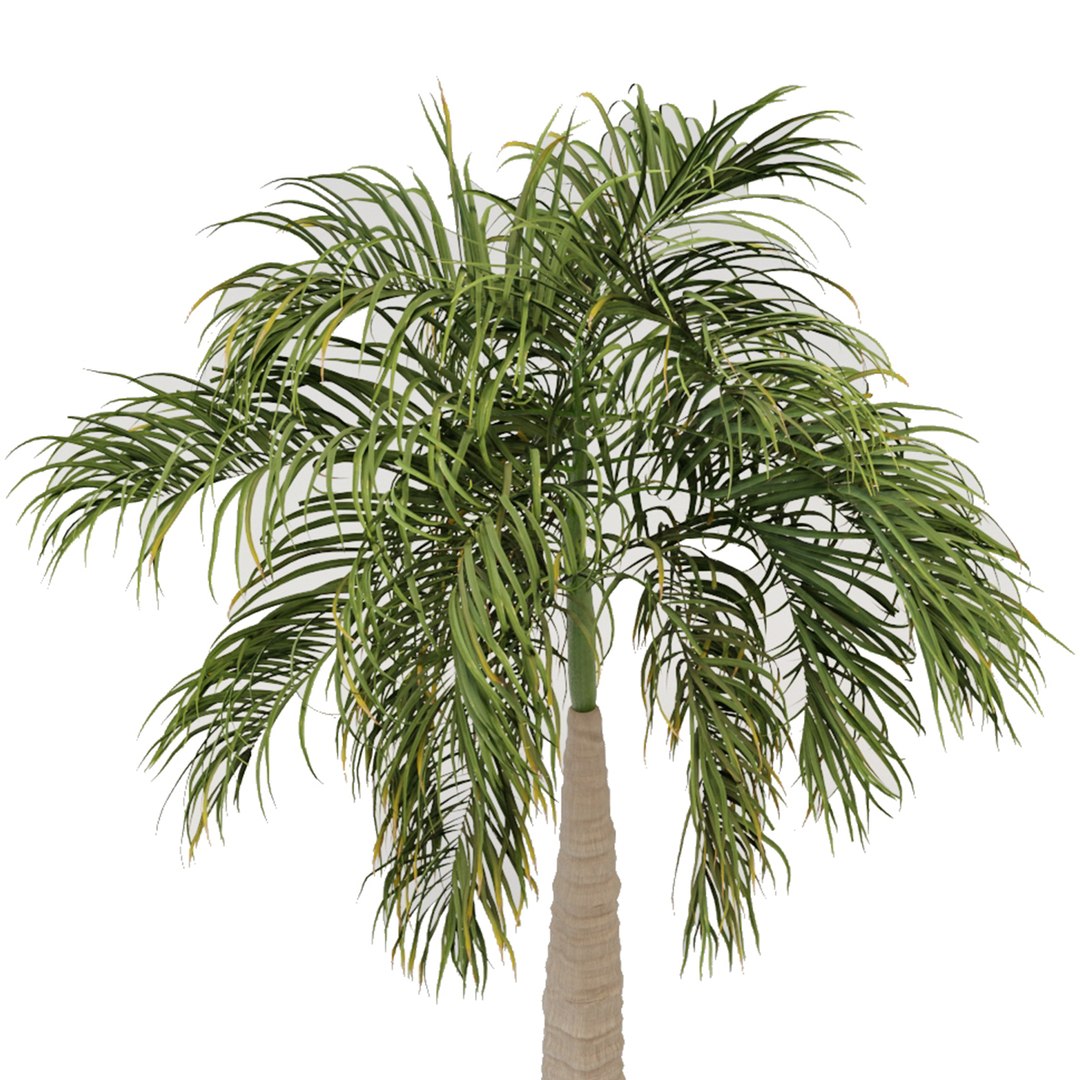 Bottle Palm or  Hyophorbe Lagenicaulis Tree model https://p.turbosquid.com/ts-thumb/bD/F3QBNS/Rd/preview4t/jpg/1670492459/1920x1080/fit_q87/5568145887336a4c454d296d2af7ddb553db2ec9/preview4t.jpg