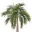 Bottle Palm or  Hyophorbe Lagenicaulis Tree
