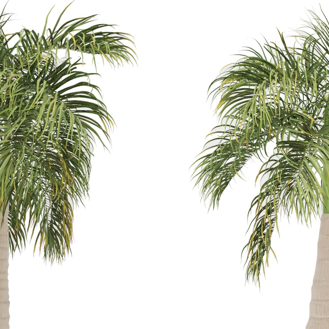 Bottle Palm or  Hyophorbe Lagenicaulis Tree model https://p.turbosquid.com/ts-thumb/bD/F3QBNS/aM/preview5t/jpg/1670494190/1920x1080/fit_q87/3bb40d8bc88259bb6bc715b5849060abc088f983/preview5t.jpg