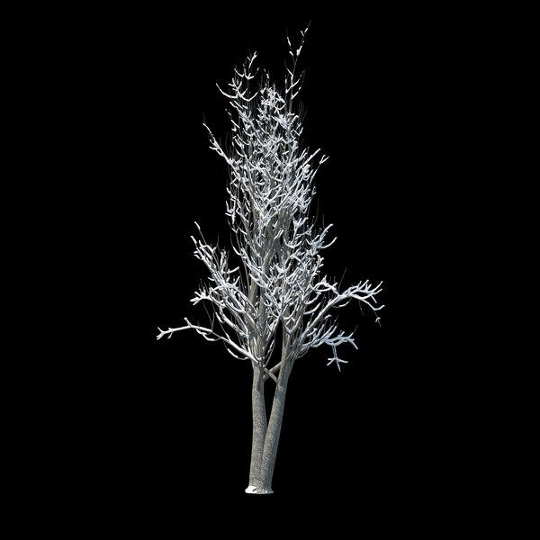 3D model winter tree 025