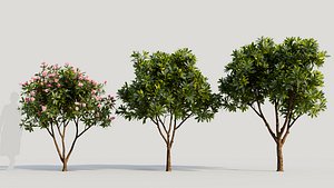 Plumeria obtusa b 3D model