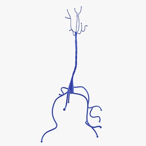 3D neuron cell model