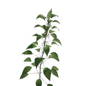 stinging nettle