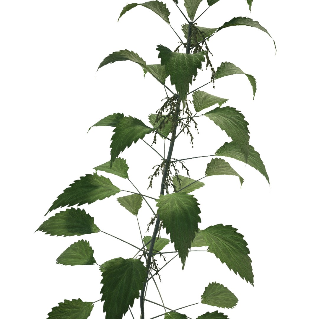Nettle Killers Get Rid of Stinging Plants (Forever) Naturally or?