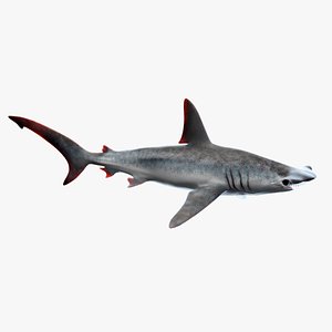 Hammerhead Shark