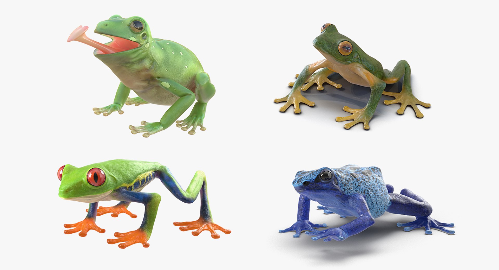 Frogs Rigged Collection 2 for Cinema 4D 3D model preview