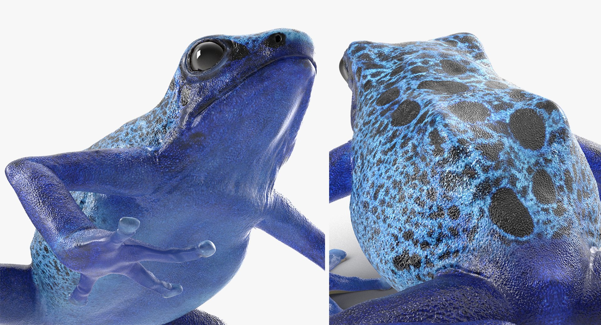 3D model frogs rigged 2 - TurboSquid 1521685