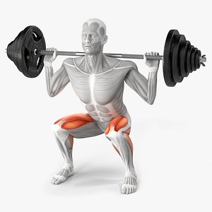 Male Muscular System Anatomy Squats Exercise 3D model