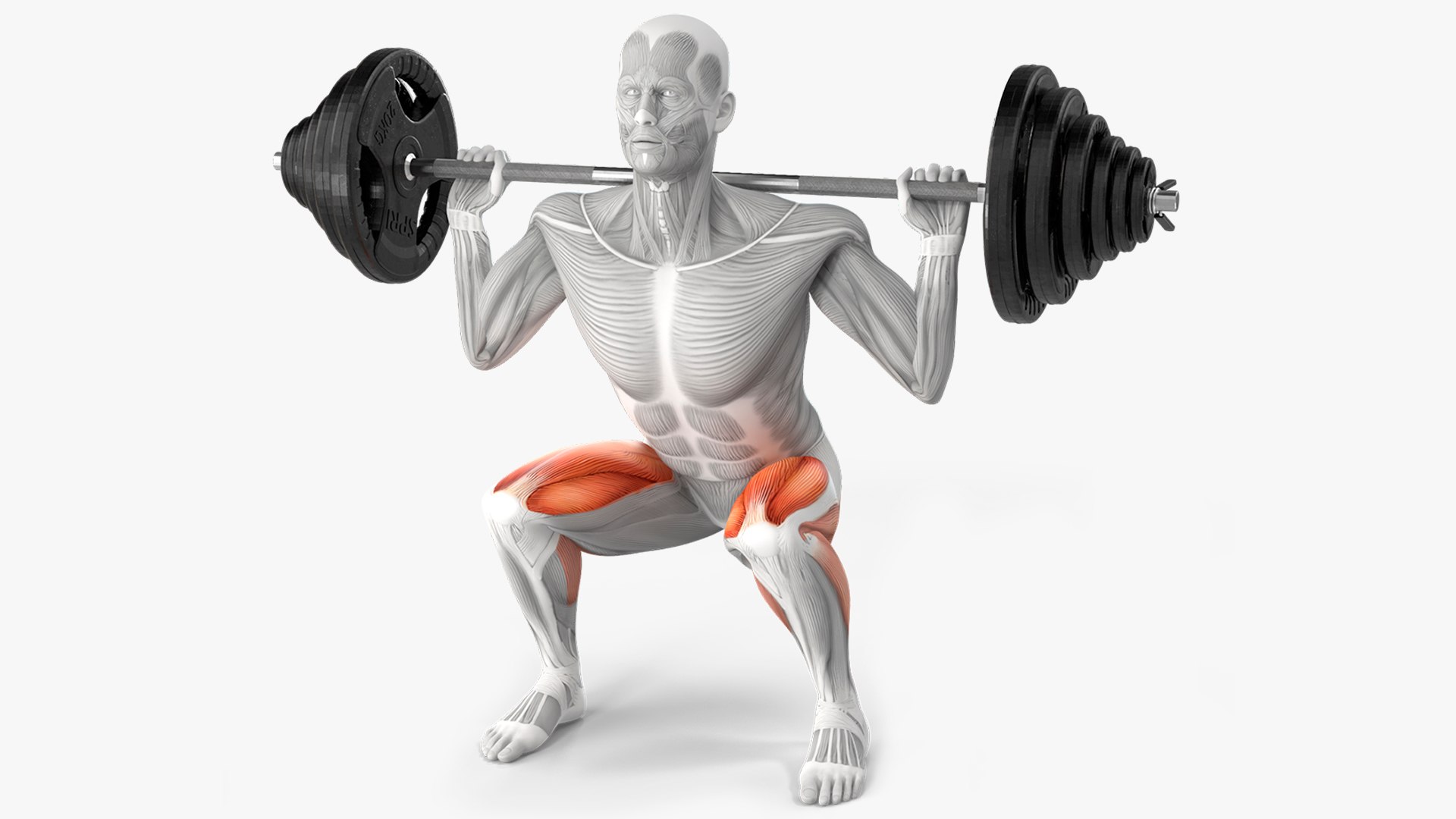 Male Muscular System Collection 3 3D model https://p.turbosquid.com/ts-thumb/bD/Viad8g/tp/male_muscular_system_anatomy_squats_exercise_001/jpg/1753953074/1920x1080/fit_q87/f39230a893fbde61bd77360f8988466bbdb970bf/male_muscular_system_anatomy_squats_exercise_001.jpg