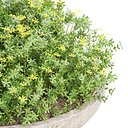 Outdoor Plants 517 3D Plant Model