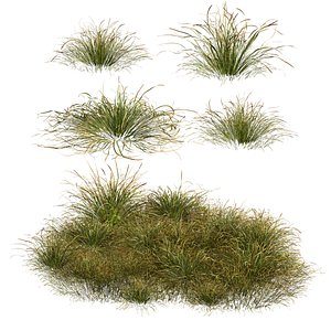 3D model HQPlantsStipaarundinaceaAnemanthelelessonianaLittle corona max