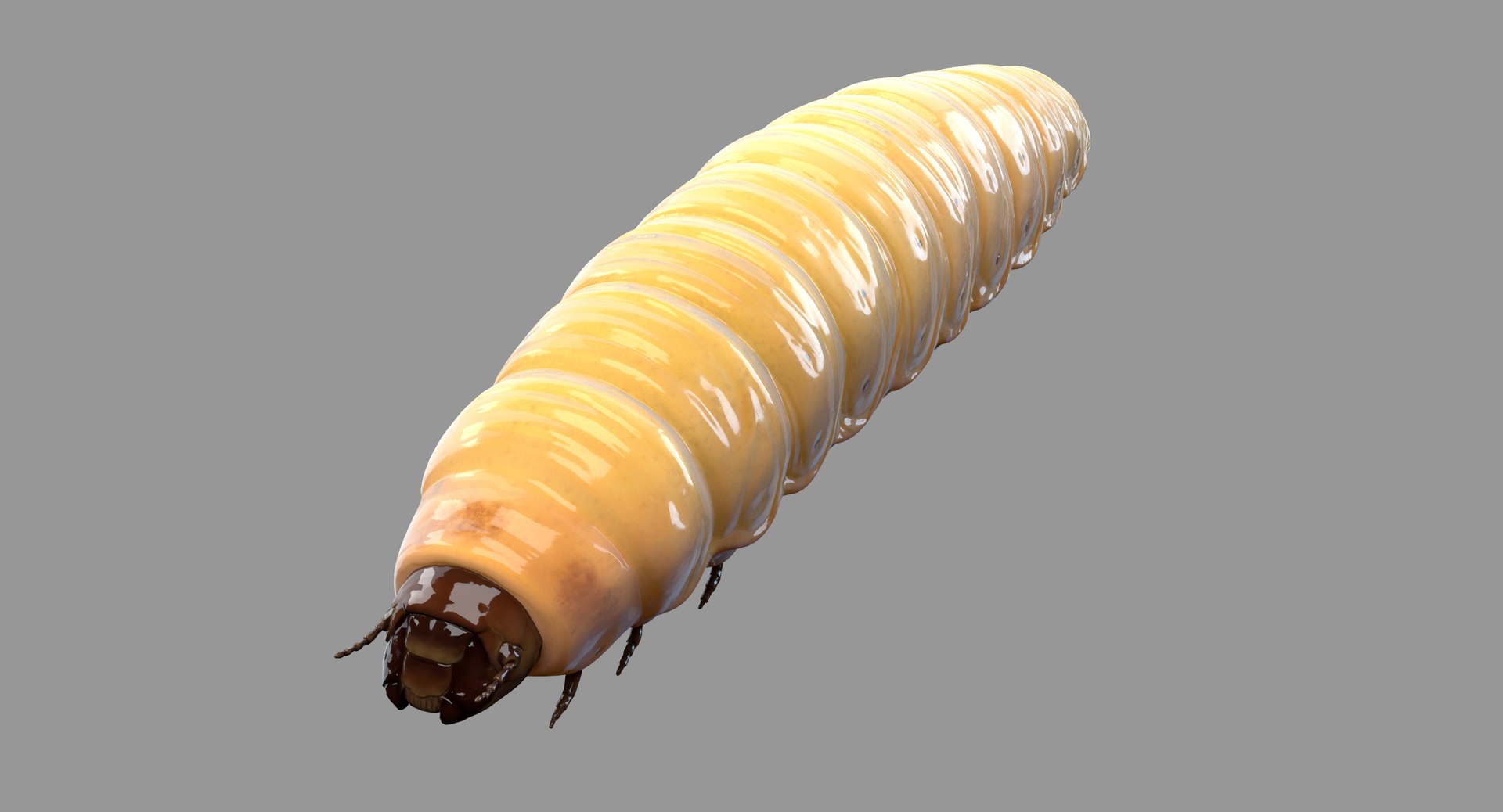 realistic maggot model https://p.turbosquid.com/ts-thumb/bD/ql1Z3t/8r0oo2LZ/maggot_main_01/jpg/1562661777/1920x1080/fit_q87/c8264b50a91c20331fd53b649626dc5d466f6e2b/maggot_main_01.jpg