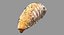 Maggot