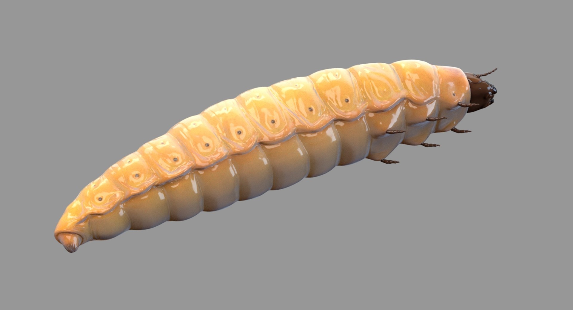 realistic maggot model https://p.turbosquid.com/ts-thumb/bD/ql1Z3t/uhAdf3rf/maggot_add_18/jpg/1562664706/1920x1080/fit_q87/beec75ebece26b5634e444f4492f1ab2c39e9ede/maggot_add_18.jpg