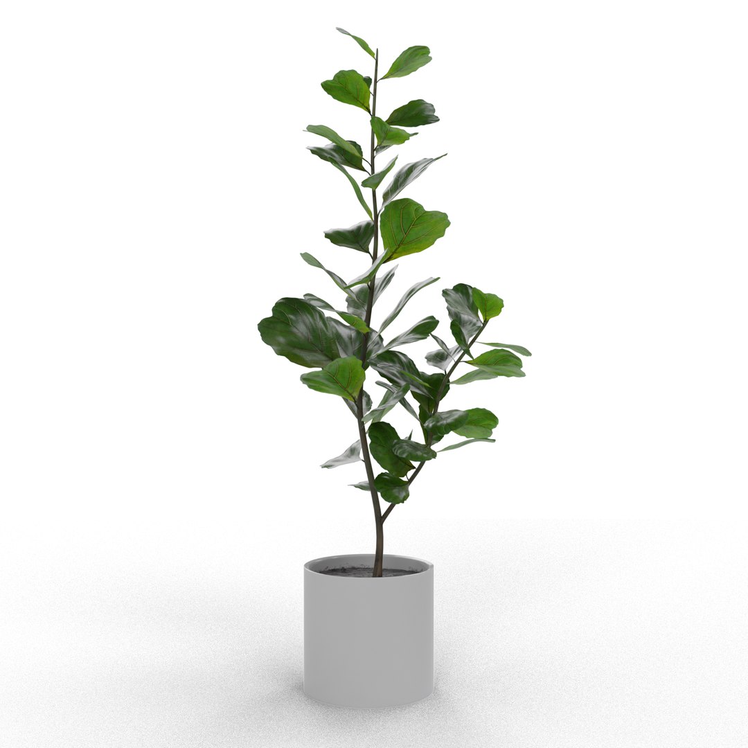 3D model ficus lyrata https://p.turbosquid.com/ts-thumb/bD/shlCRY/6kvOeilw/0002/png/1607368594/1920x1080/fit_q87/449376c0f4308e2fdb5acd938d6cfcbf8ef1e8c4/0002.jpg