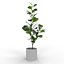 Ficus Lyrata Collection