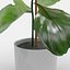 Ficus Lyrata Collection