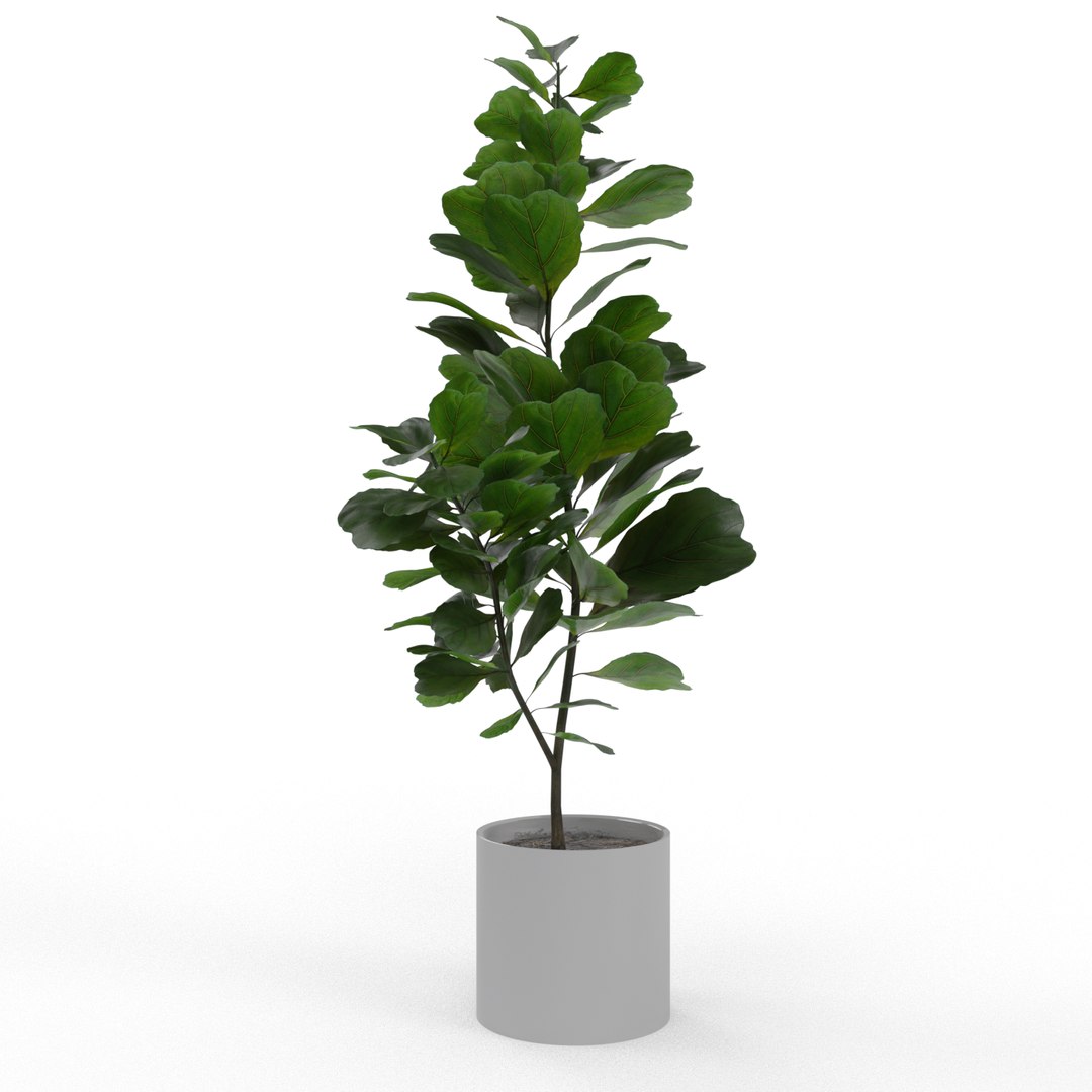 3D model ficus lyrata https://p.turbosquid.com/ts-thumb/bD/shlCRY/CD6vHZ29/0005/png/1607368642/1920x1080/fit_q87/52ea86485e380a06385420ef086609e9ed33e875/0005.jpg