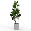 Ficus Lyrata Collection