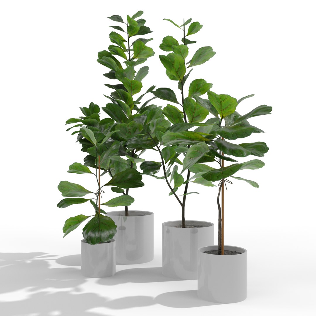 3D model ficus lyrata https://p.turbosquid.com/ts-thumb/bD/shlCRY/IbFCw3pr/ficuscollection2/png/1607368490/1920x1080/fit_q87/756be4062a5c06947ccf796749e9e8a9e14eca0f/ficuscollection2.jpg