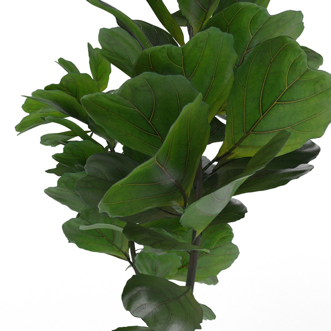 3D model ficus lyrata https://p.turbosquid.com/ts-thumb/bD/shlCRY/KXie2JF2/0009/png/1607368815/1920x1080/fit_q87/ee739efe566151869e6ecdf3aa12eb8c297de050/0009.jpg