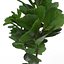 Ficus Lyrata Collection