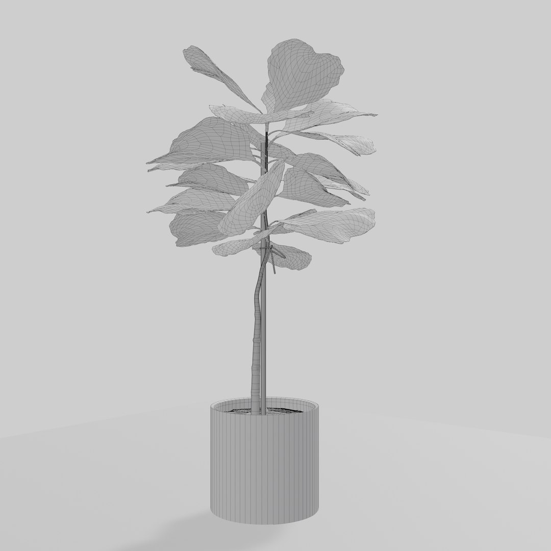3D model ficus lyrata https://p.turbosquid.com/ts-thumb/bD/shlCRY/LYs7L2yq/wireframeficus/png/1607369162/1920x1080/fit_q87/e8d7d876674e11c33ede33a131d903f70fdf8f20/wireframeficus.jpg