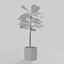 Ficus Lyrata Collection