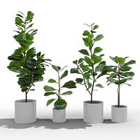 Ficus Lyrata Collection