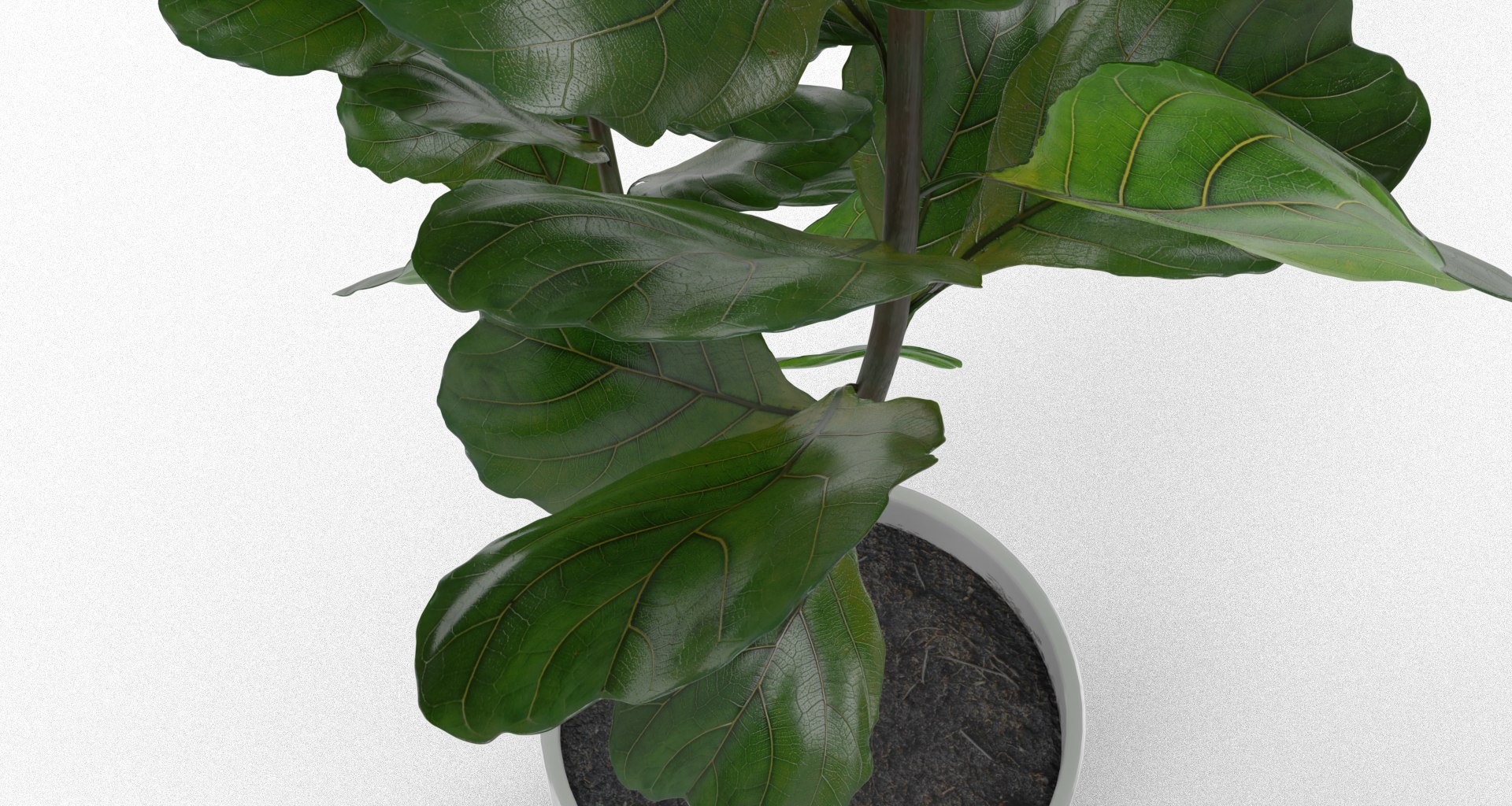 3D model ficus lyrata https://p.turbosquid.com/ts-thumb/bD/shlCRY/UGiWCluj/0011/png/1607368781/1920x1080/fit_q87/845e17636ed9828f8caed1e7a01b60d99abb65da/0011.jpg