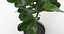 Ficus Lyrata Collection