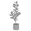 Ficus Lyrata Collection