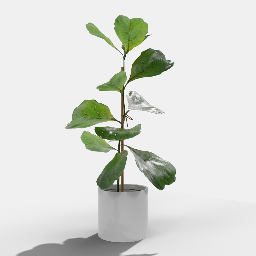 3D model ficus lyrata https://p.turbosquid.com/ts-thumb/bD/shlCRY/jKSOucGT/render6/png/1607368553/1920x1080/fit_q87/a6db8969bd960efa146b7bab124cd95567bc9123/render6.jpg