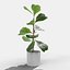 Ficus Lyrata Collection