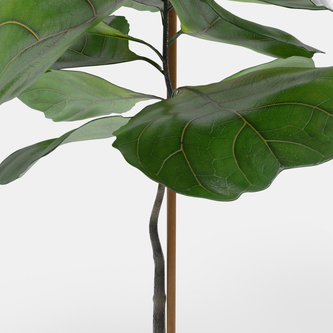 3D model ficus lyrata https://p.turbosquid.com/ts-thumb/bD/shlCRY/lNxEpQNC/ficus6.png/png/1607368747/1920x1080/fit_q87/7fab4e107b235d27fade497b470e2bc2de416bc3/ficus6.png.jpg